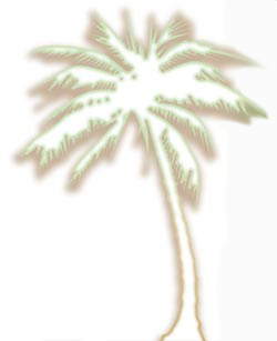 Palm tree