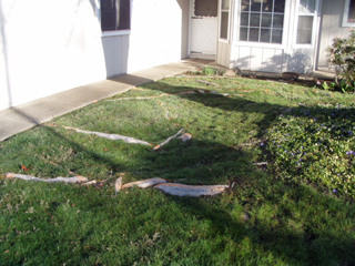 Before tree roots above the lawn