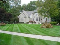 Freshly cut lawn